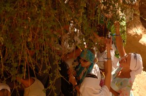 Touristes touchant les branches du "buisson ardent" de Moïse au monastère Sainte-Catherine, 2006 (photo)