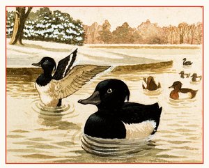 Canards et drakes