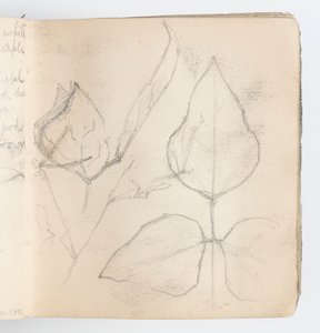 Page de carnet de croquis : Étude de feuilles