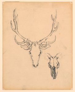 Étude de tête de cerf