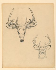 Étude de Tête de Cerf