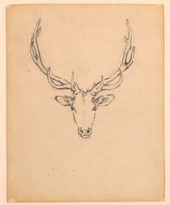 Étude de tête de cerf