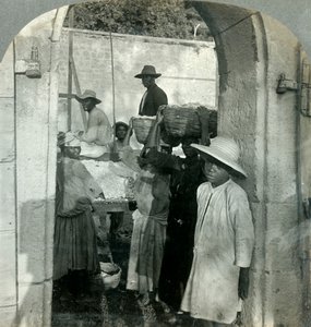 Cacao frais des gousses, Dominique, Antilles britanniques, 1893