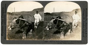 Agriculture près de Séoul, Corée du Sud, années 1900 - Keystone View Company