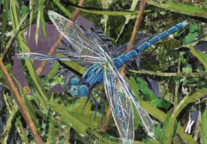 Libellule bleue