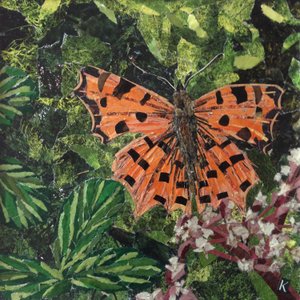 Papillon virgule sur japonica