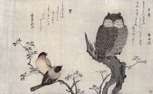 Un hibou et deux bouvreuils orientaux, d