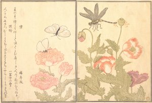 Papillon Cho, Libellule Kagero ou Tonbo, 1788 - Kitagawa Utamaro