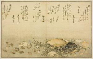 Chidori-gai, itaya-gai, awabi, utsuse-gai, asari-gai, et monoara-gai, du livre illustré "Cadeaux de la marée descendante (Shiohi no tsuto)" - Kitagawa Utamaro