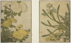 Chrysanthème et Narcisse, du livre illustré "Livre d