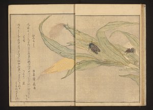 Cigale et araignée sur du maïs - Kitagawa Utamaro
