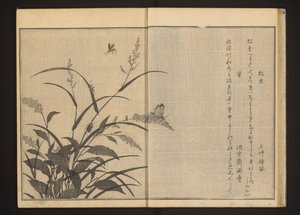 Cricket et lucioles sur polygonum et roseaux