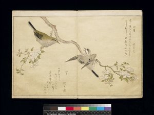 Mésange sur une branche à droite et fauvette sur une branche à gauche, d