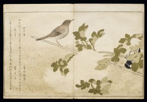 Mésange charbonnière de Mandchourie et un rouge-gorge, tiré d
