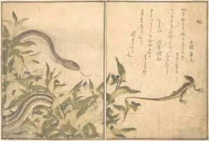 Serpent ratier Hebi, Lézard ou Scinque Tokage..., 1788