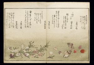 Shiohi no tsuto (Cadeaux de la marée descendante), connu sous le nom de Livre des coquillages, 1789 - Kitagawa Utamaro