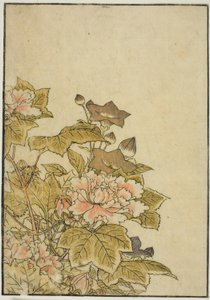 Fleurs d