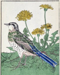 Oiseau. Dessin japonais par Kitao Kosuisai