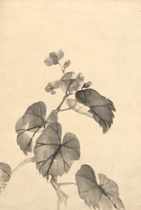 Branche de bégonia en fleur