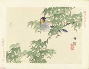 Oiseau gris-bleu