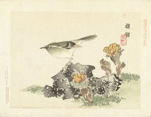 Oiseau vert