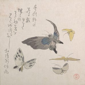 Papillons, 19ème siècle