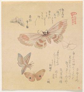 Papillons et mites, de la série Un vol de papillons (Gunchō Gafu) - Kubo Shunman