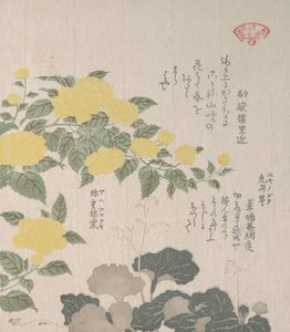 Corchorus ou Rose jaune et Saxifrage rampante, 19e siècle