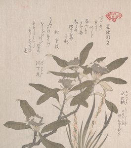 Daphne odora et Mojisuri-so, 19ème siècle