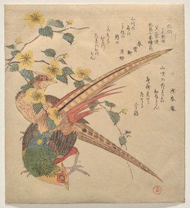 Paire de faisans chinois et une branche de fleurs de yamabuki