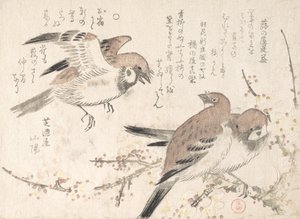 Moineaux et fleurs de prunier, XIXe siècle - Kubo Shunman