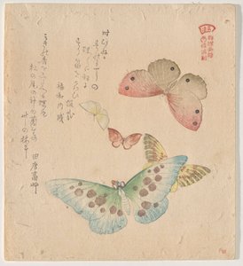 Le Manuel de peinture du vol de papillons (Guncho? Gafu)
