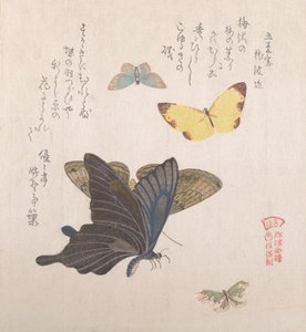 Divers papillons et mites, 19ème siècle