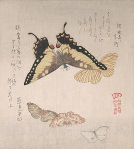 Divers papillons de nuit et papillons, 19ème siècle - Kubo Shunman