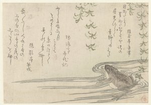 Grenouille sous un Saule