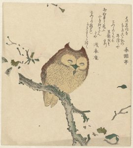 Hibou sur une branche de magnolia