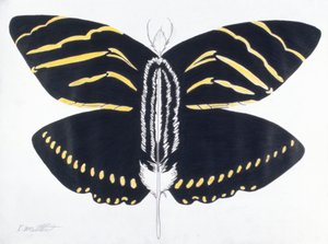 Papillon à plumes, 2004 (crayon de couleur sur papier)