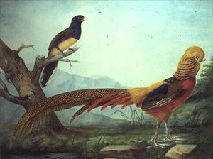 Un faisan doré et un trogon