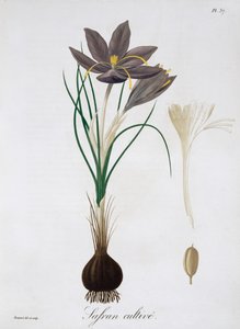 Crocus safran, 1821 - LFJ Hoquart