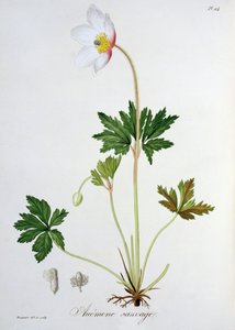Anémone des bois de 