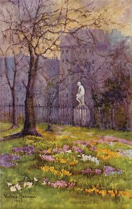 Crocus au début du printemps, St James