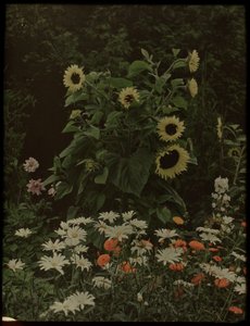 Jardin de la maison Kersbergen, Zeist, avec notamment des tournesols - Lambertus Hendrik van Berk