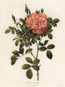 Maria Leonida, rose hybride, variété Rosa bracteata