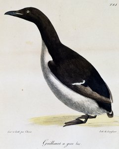 Guillemot de Brünnich, de Voyage pittoresque autour du monde - Langlume Langlume