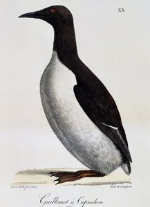 Guillemot de Troïl (Uria aalge), de "Voyage pittoresque autour du monde"