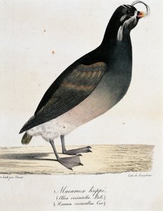 Starique cristatelle (Aethia cristatella), de Voyage pittoresque autour du monde - Langlume Langlume