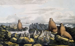 Ours marins de l