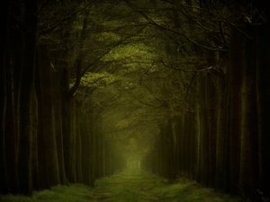 Le sentier de la forêt sombre