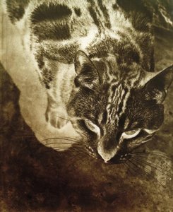 Chat (tirage négatif)