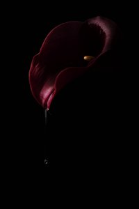 Calla rouge foncé en forme de goutte